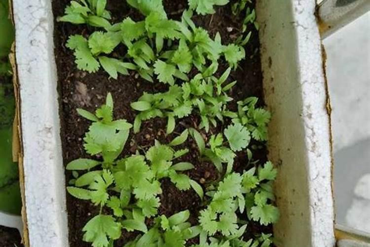 石香菜栽种需要注意什么 石香菜栽种需要注意哪些