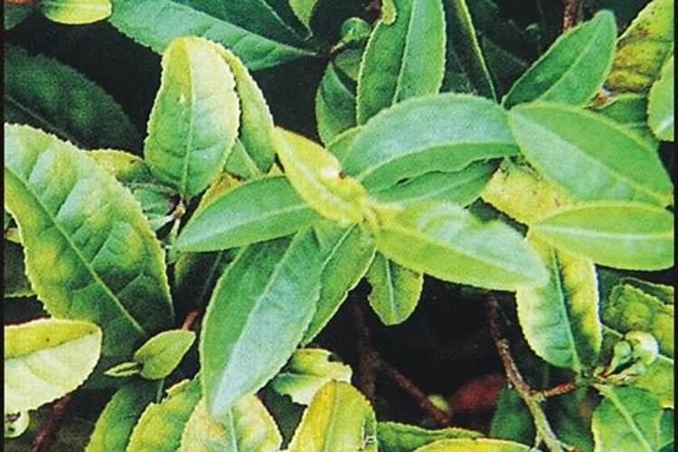 杜鹃花的施肥时间和方法