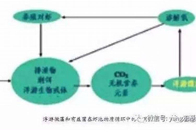 池塘水发黑快速处理方法