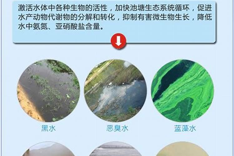 水产养殖先培藻还是先培菌 水产养殖先培藻还是先培菌啊
