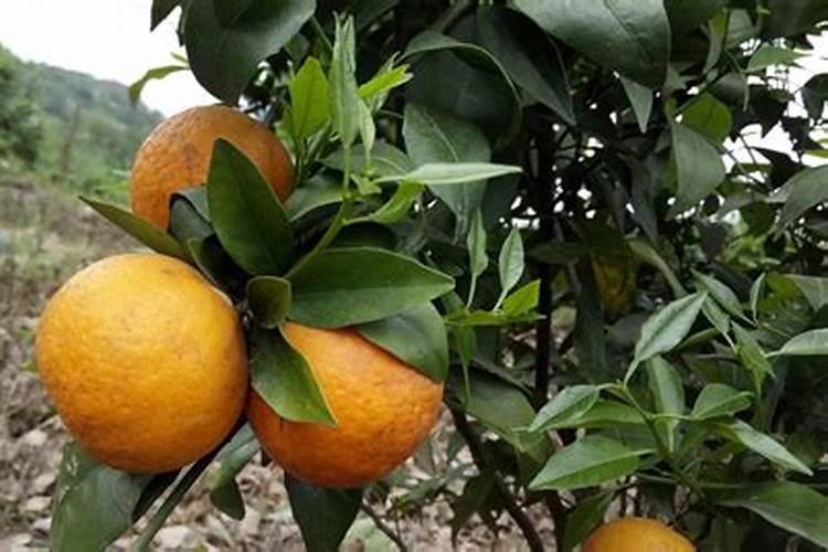 光明农场大观园有草莓吗