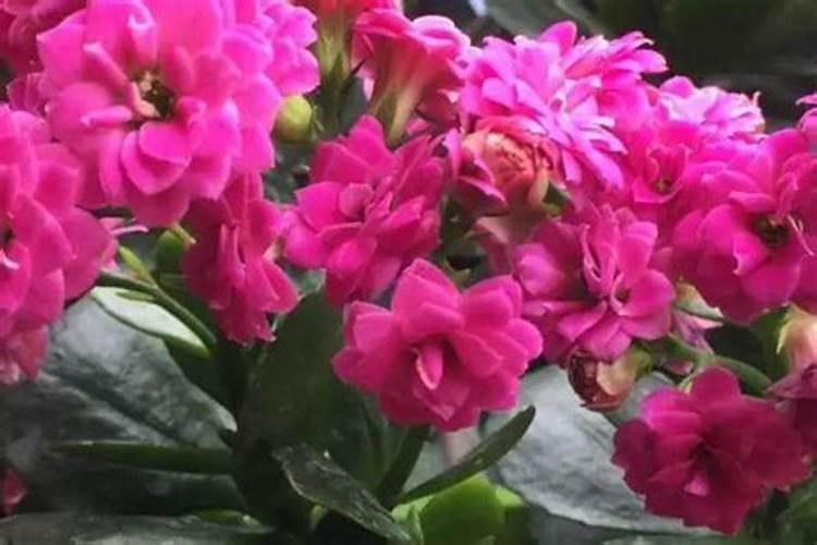 玫瑰花什么时候施肥