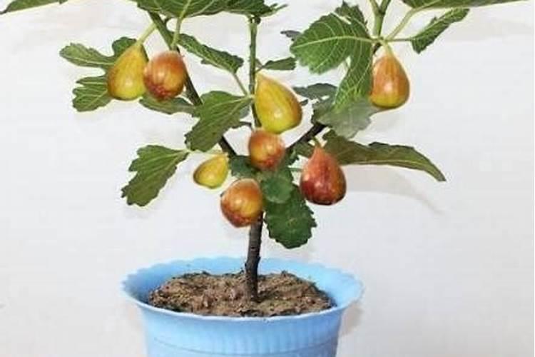 烂水果做花肥
