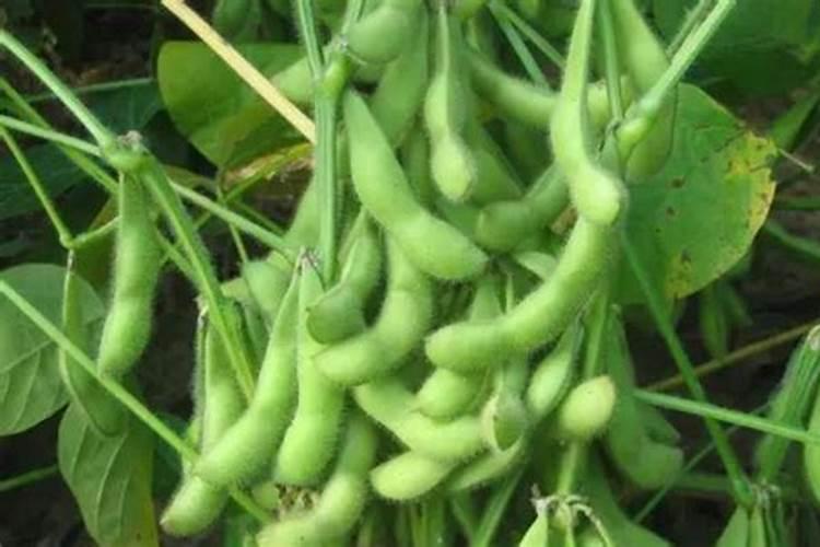 绷肥钼肥半大豆种硼肥能半大豆种吗？