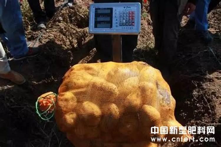 水稻想要增产增收怎么办 水稻养殖需要怎么种植