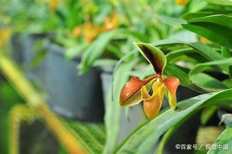 兰花叶面肥有哪些