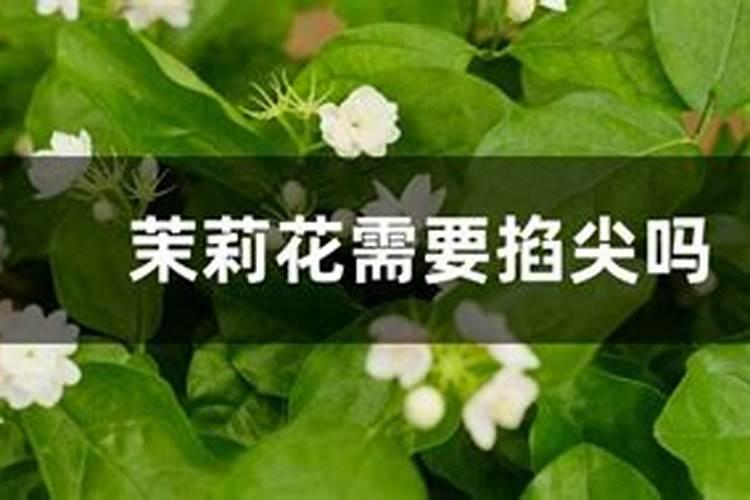 养兰杉木屑是那种杉木