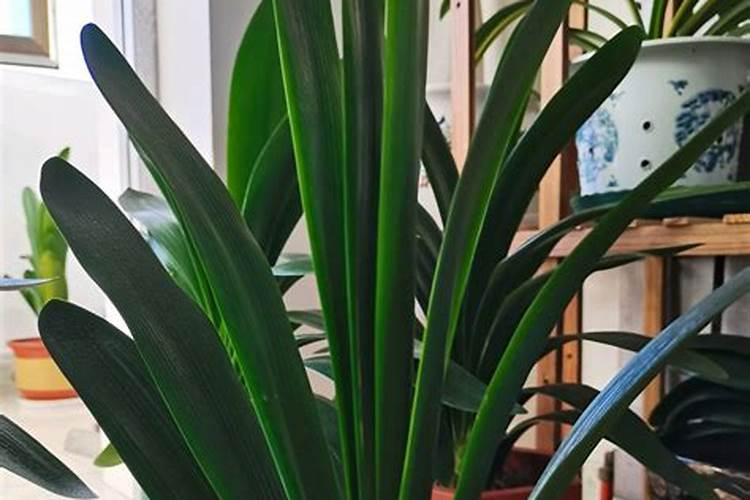 怎样给君子兰浇水