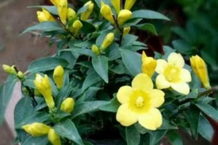 法国香水茉莉一年开几次花 开花时间什么时候