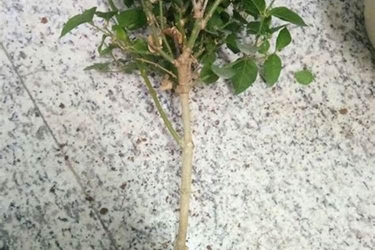 法国香水茉莉的施肥方法