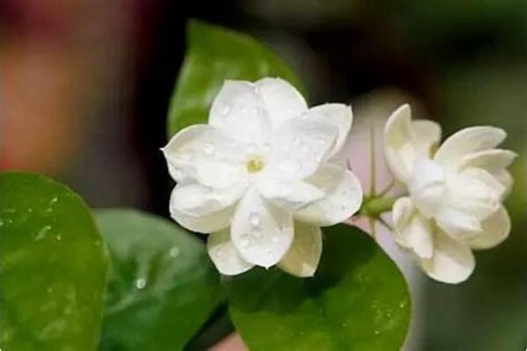 茉莉花冒新芽后如何养护开花多