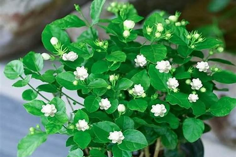 茉莉花怎样才能养好长得好 盆栽茉莉花的养殖方法