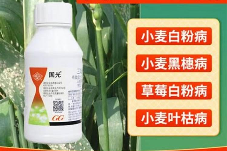 防治草坪病害的杀菌剂有哪些