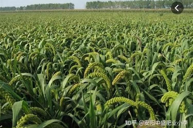 黄腐酸对作物有什么好处
