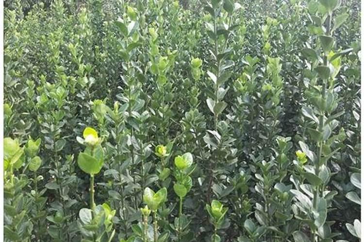 玉米底肥一次性施肥 氮磷钾 各用多少？