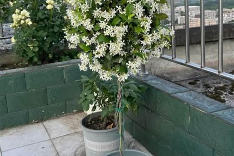 风车茉莉开花的时候可以施肥吗