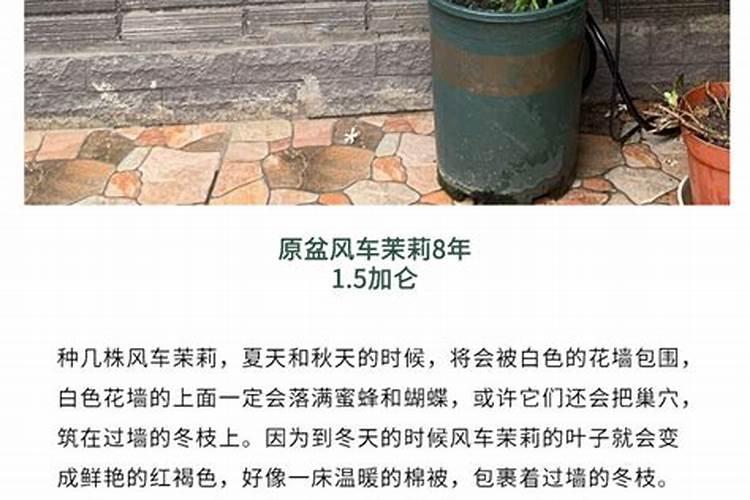 我家的风车茉莉枝干上长了像虫卵一样的东西!跪求大神们看一下!百度知...