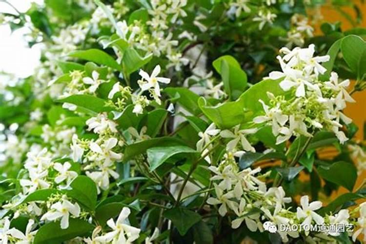 风车茉莉有毒为什么还养？