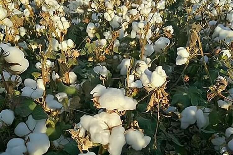 棉花每个生长周期的施肥方案 施肥用一铵还是用二铵