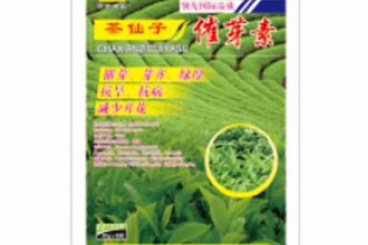 茶叶未开萌前处休眠状态,喷施叶面肥或催芽素有效吗？