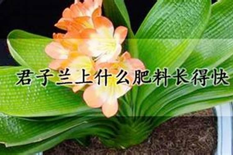 君子兰用什么肥料