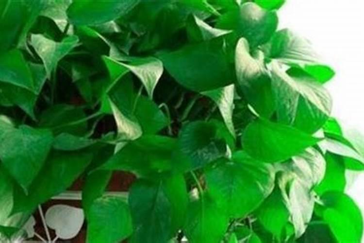 绿萝叶子发黄用什么肥料