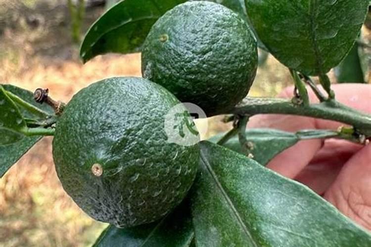 柑橘结果期用什么肥料产量高？柑橘挂果期用什么冲施肥好？