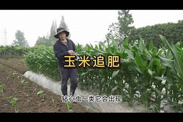 尿素是什么肥料