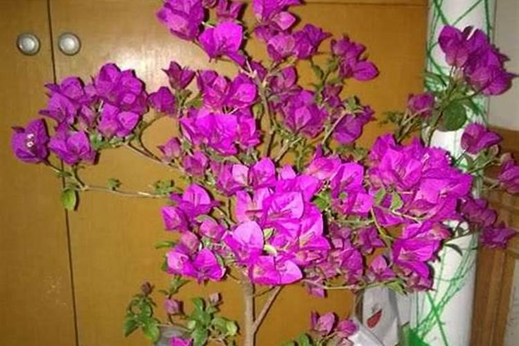 水稻什么时间施肥最好