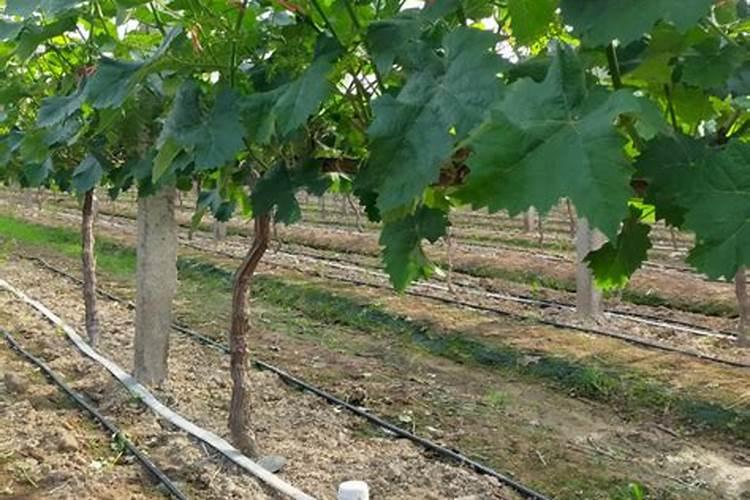 芝麻粒粒宝叶面肥可以加硼肥吗