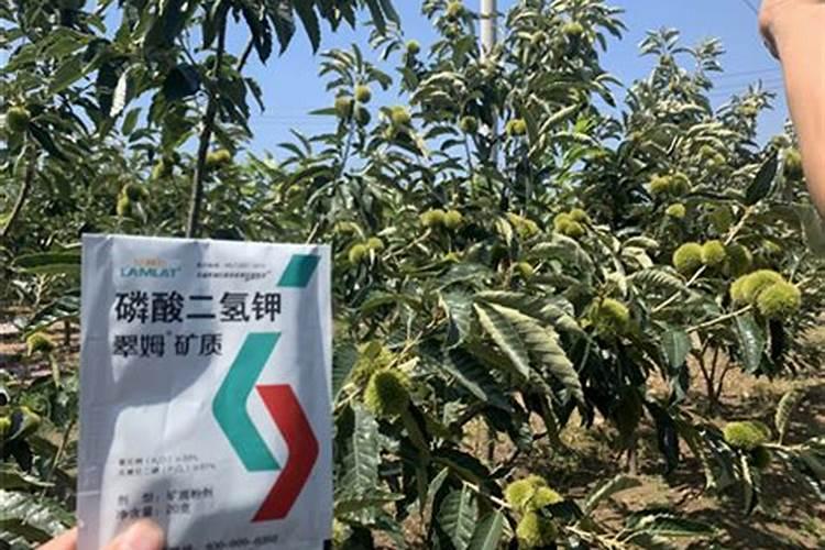 板栗树用什么肥料最好