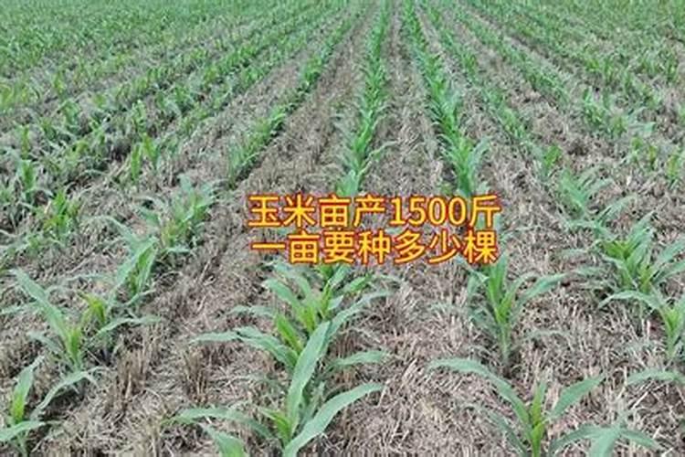 尿素和硝酸铵钙哪个肥效期长
