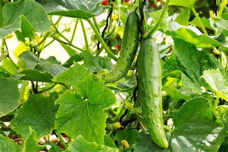 黄瓜开花结果期怎么施肥和管理
