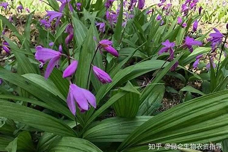 复合肥含钾吗？