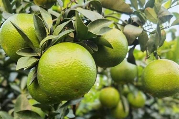 种植绿橙、寿命多？