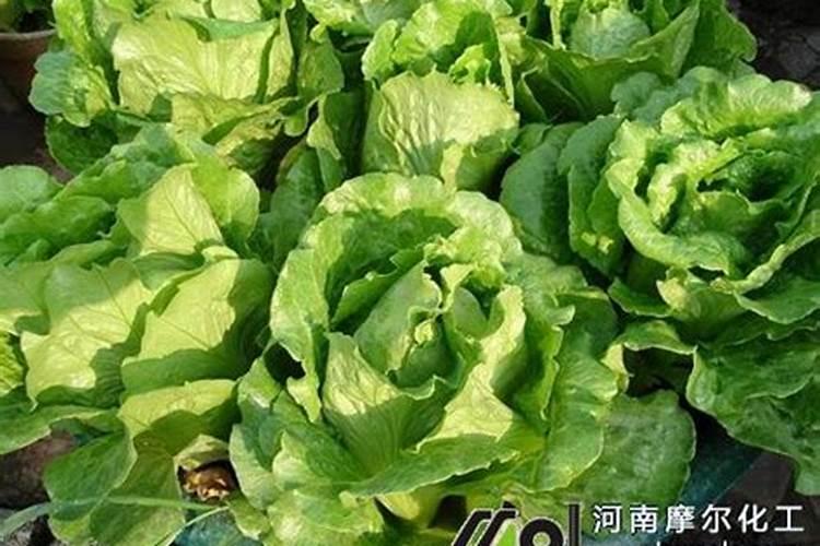 生菜追肥用什么肥料见效快(种生菜用什么肥料冲施最好)