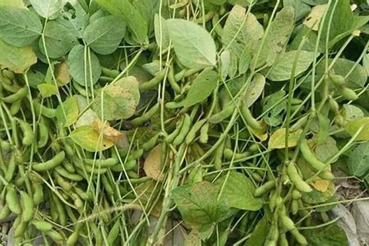 毛豆种植技术和管理方法