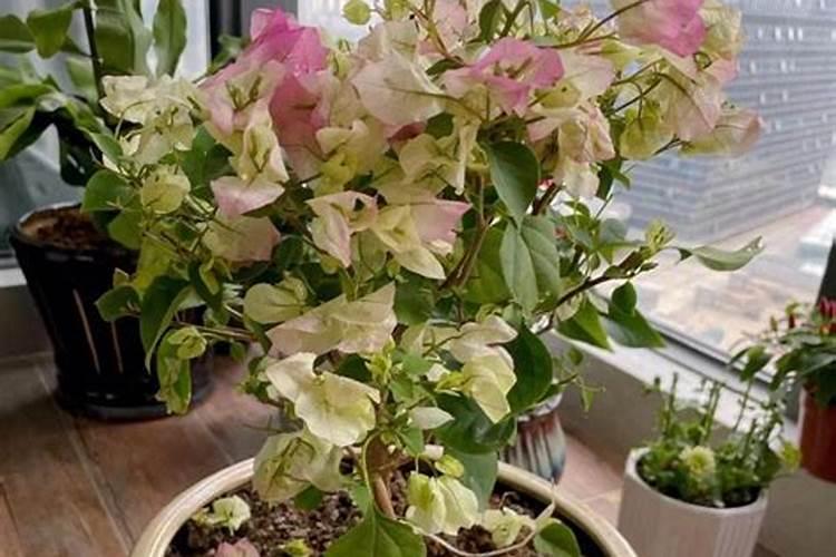 三角梅看到花苞后的施肥方法