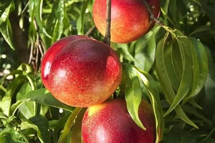 大棚油桃后期上肥用三十个钾行吗？