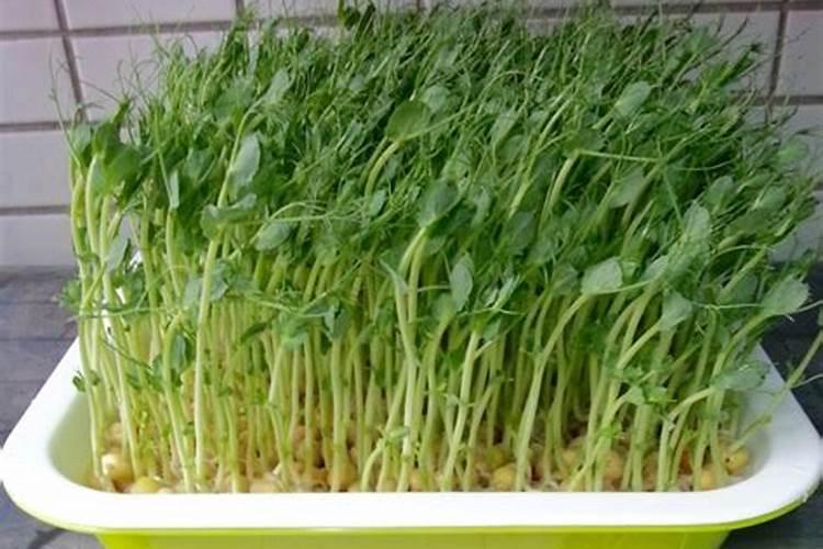 这两种是天南星科植物吗？具体叫什么