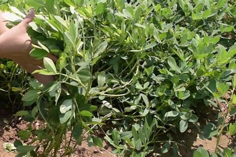 哪种植物适合养在屋内