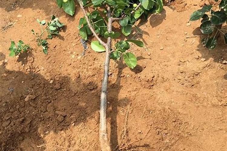 梨树追肥注意什么