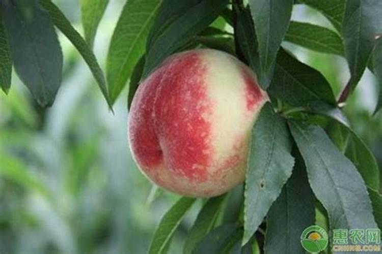 棉花中期怎样管理？注意什么？