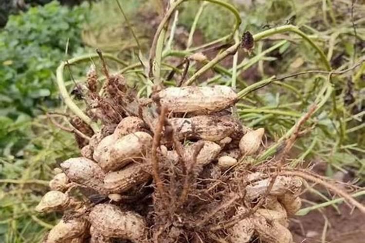 重茬花生的种植方法