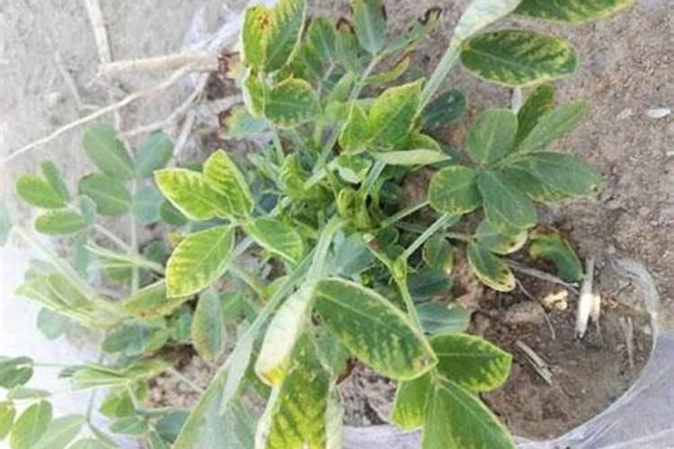 补锌“最强”的4种食物,春天多给孩子吃