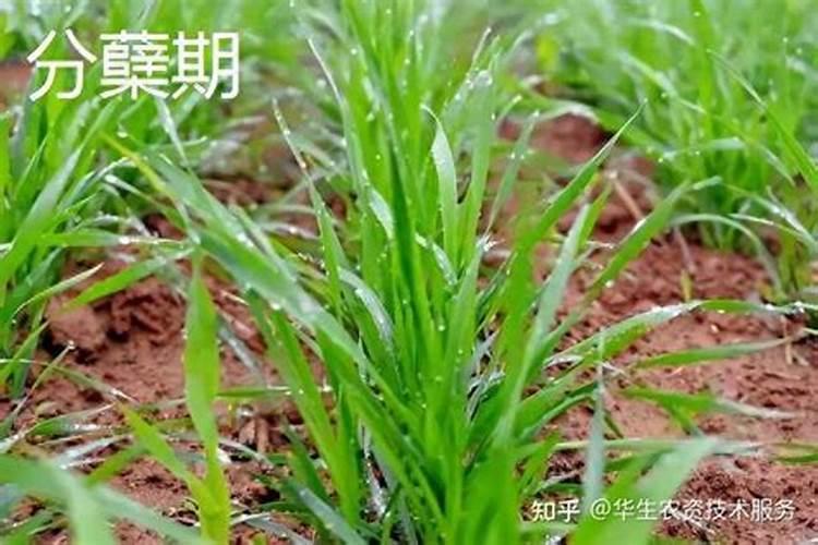 春季小麦追肥用什么肥料好