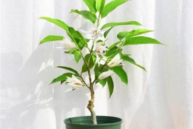 怎样促使白兰花开花多