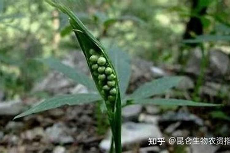 小麦施肥的正确方法