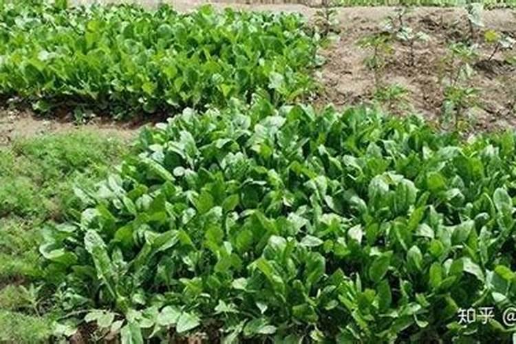 钾肥是什么肥料 植物缺少钾肥会怎么样