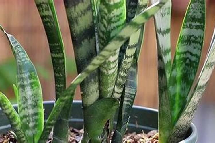 防上芒果落果应补充什么肥？